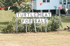 turtlemeat.jpg